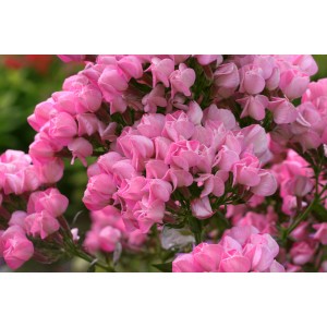 Флокс Phlox Бутоник